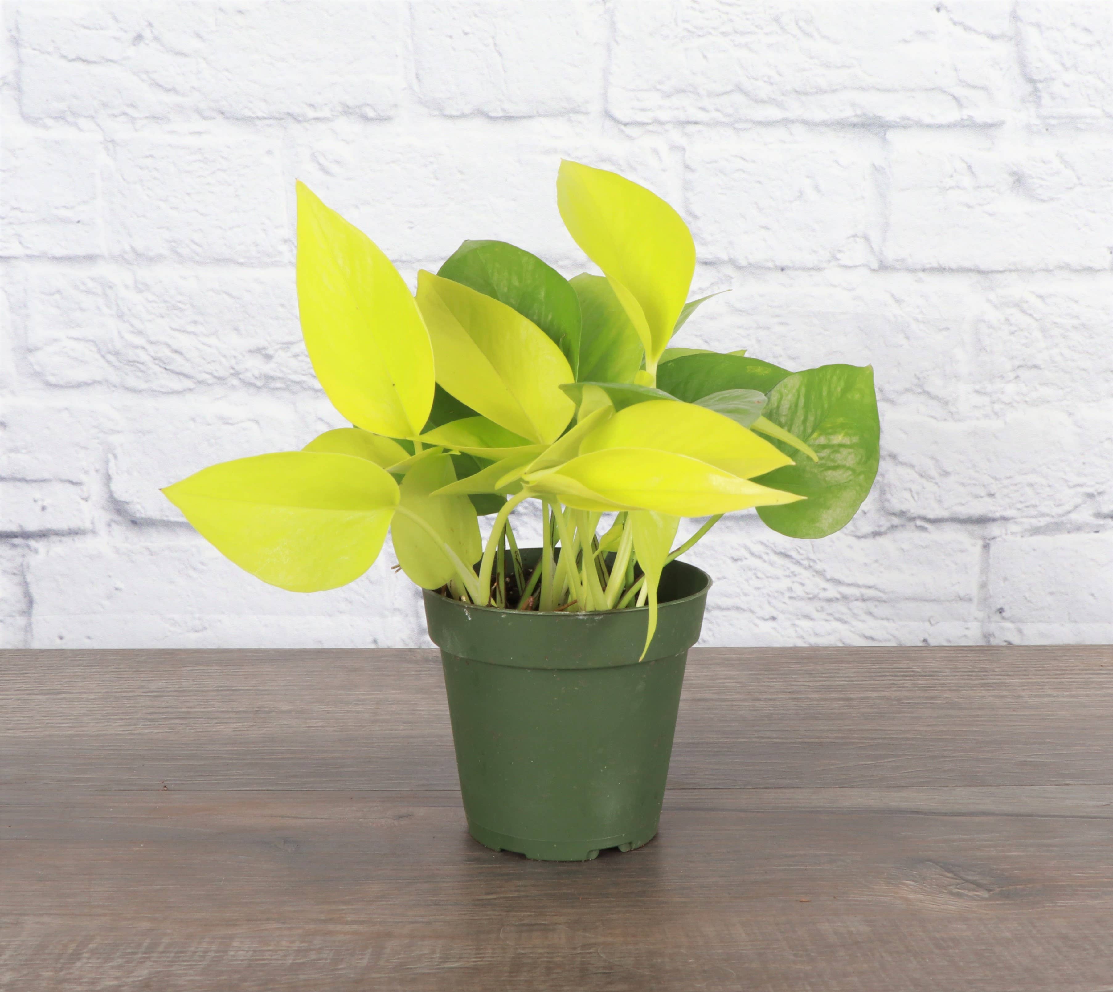 Neon Pothos Plant - 3”