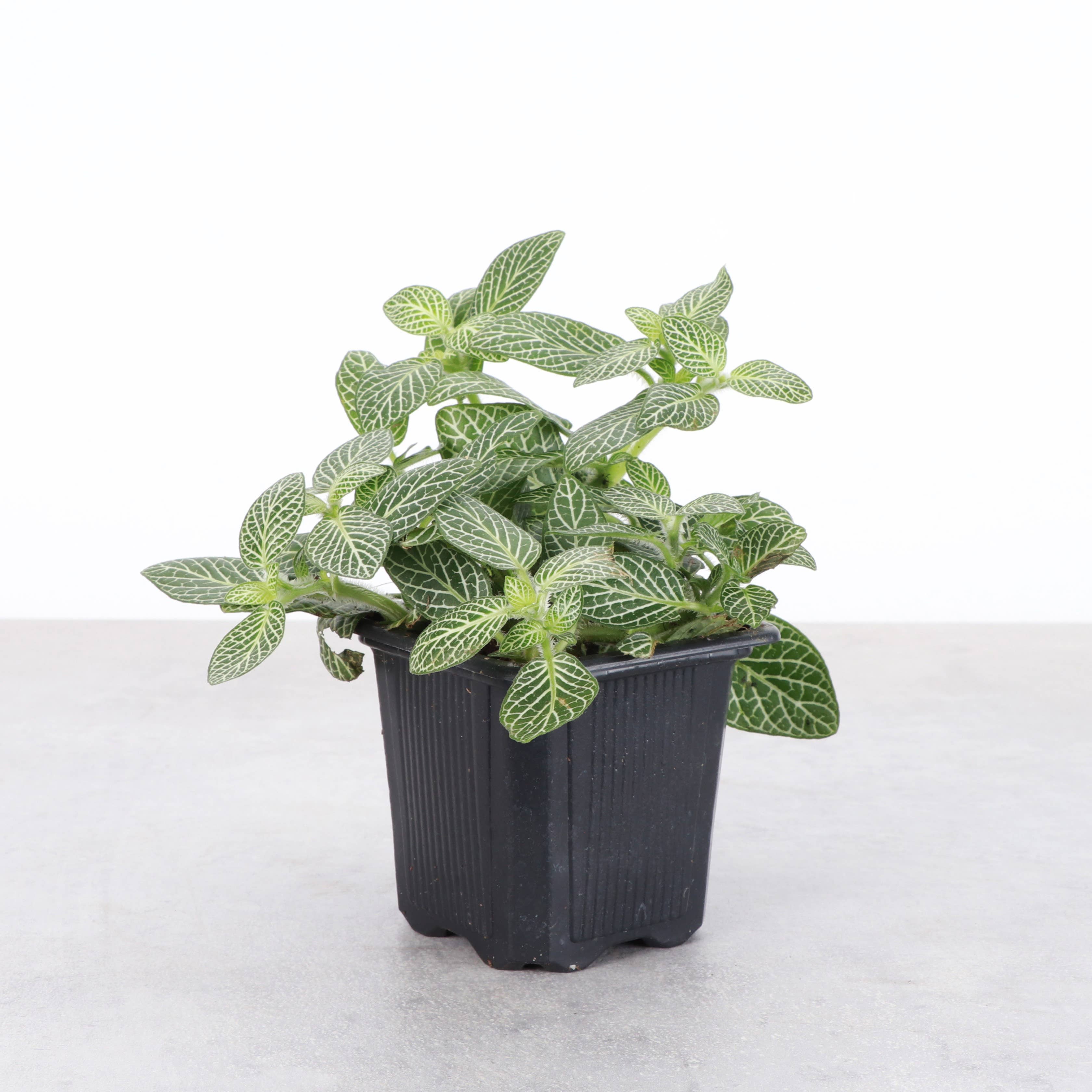 White Fittonia Nerve Plant - 4”