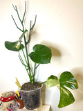 Thai constellation monstera
