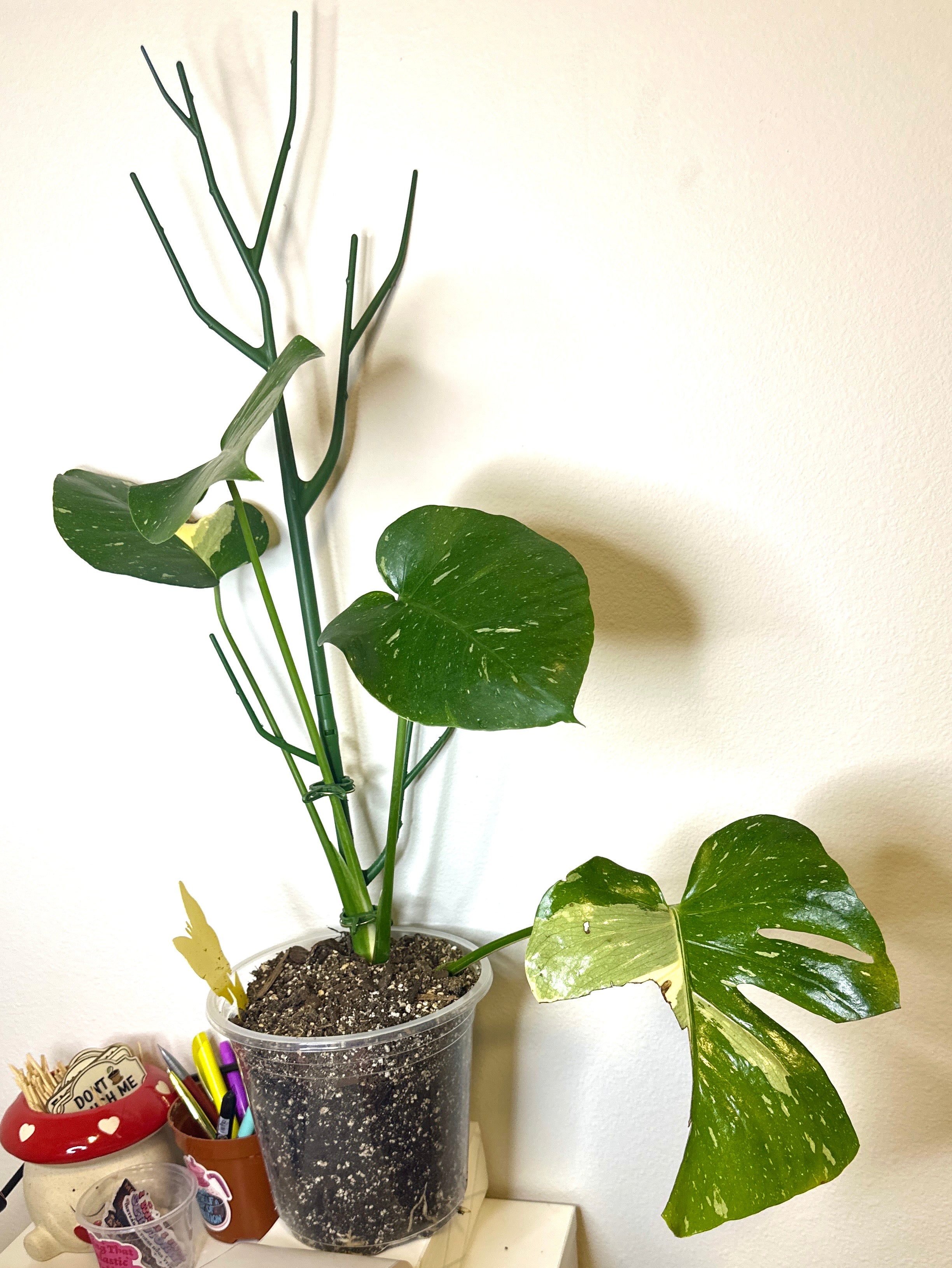 Thai constellation monstera