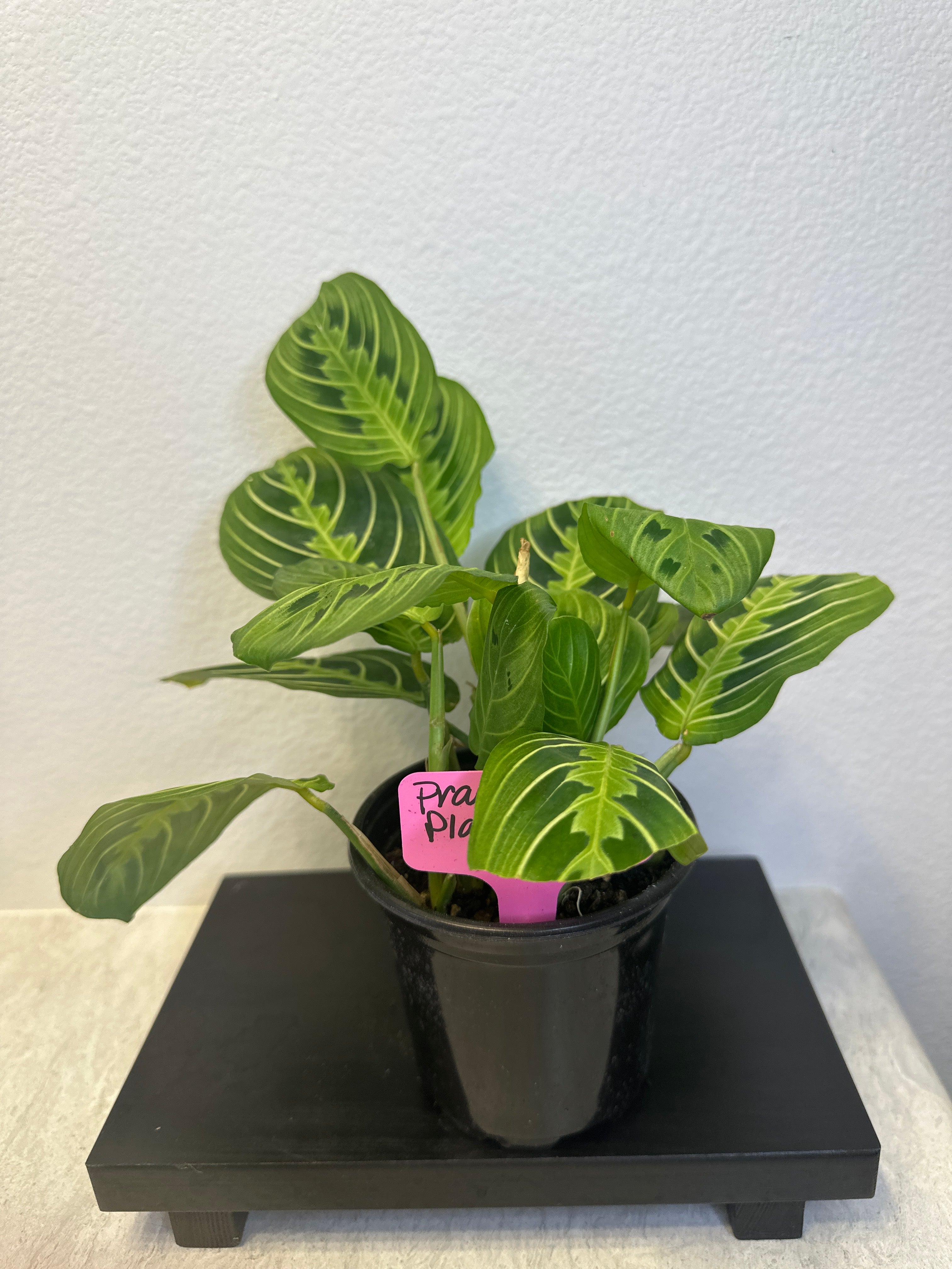 Prayer Plant (Maranta Lemon Lime) – 4” Tropical Houseplant