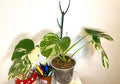 monstera albo