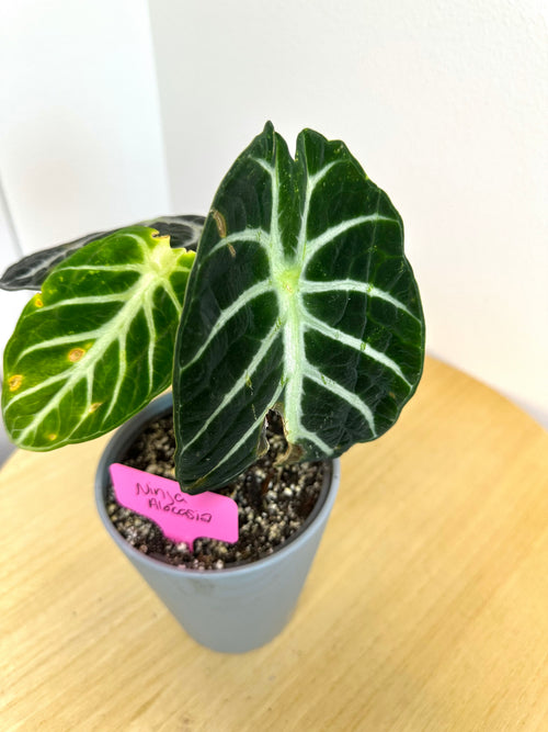 Alocasia Ninja