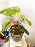 White monster monstera