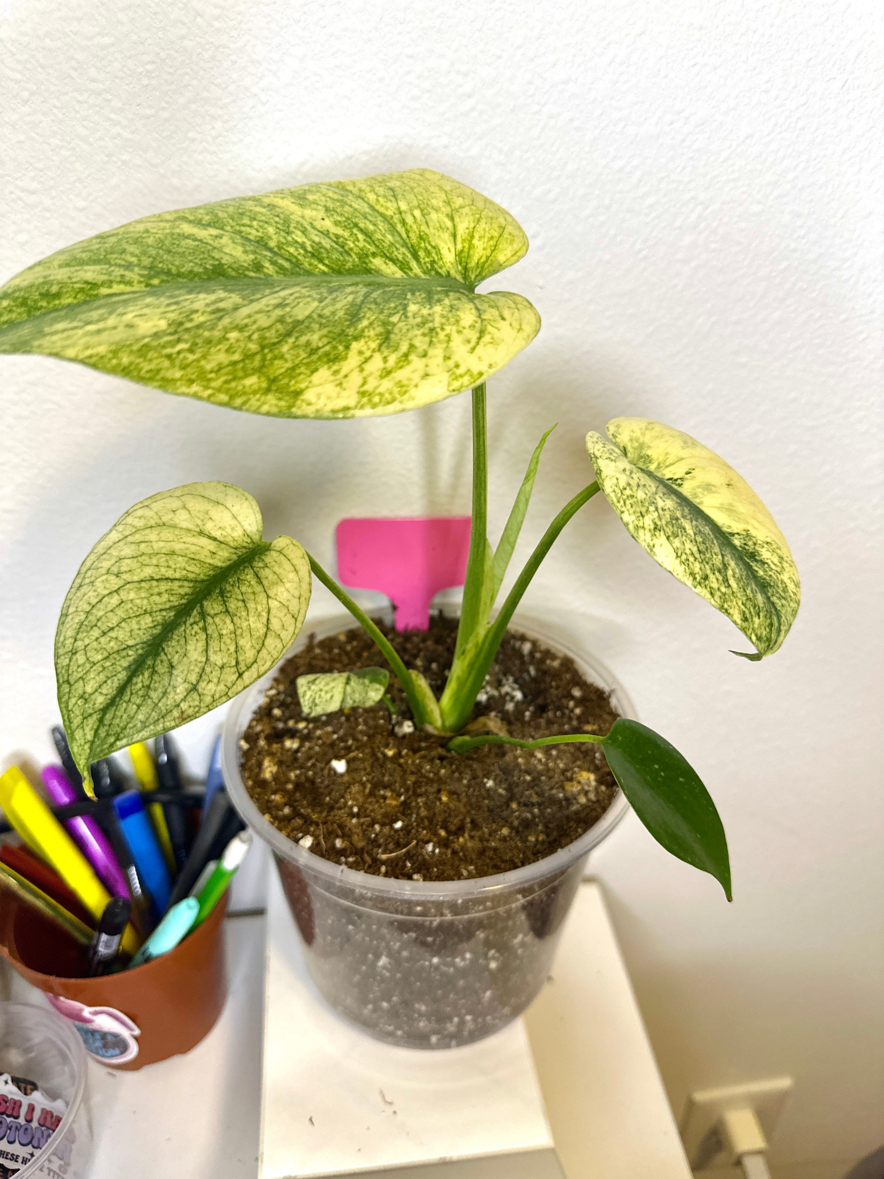 White monster monstera