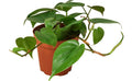 Heartleaf philodendron (cordatum) 4”