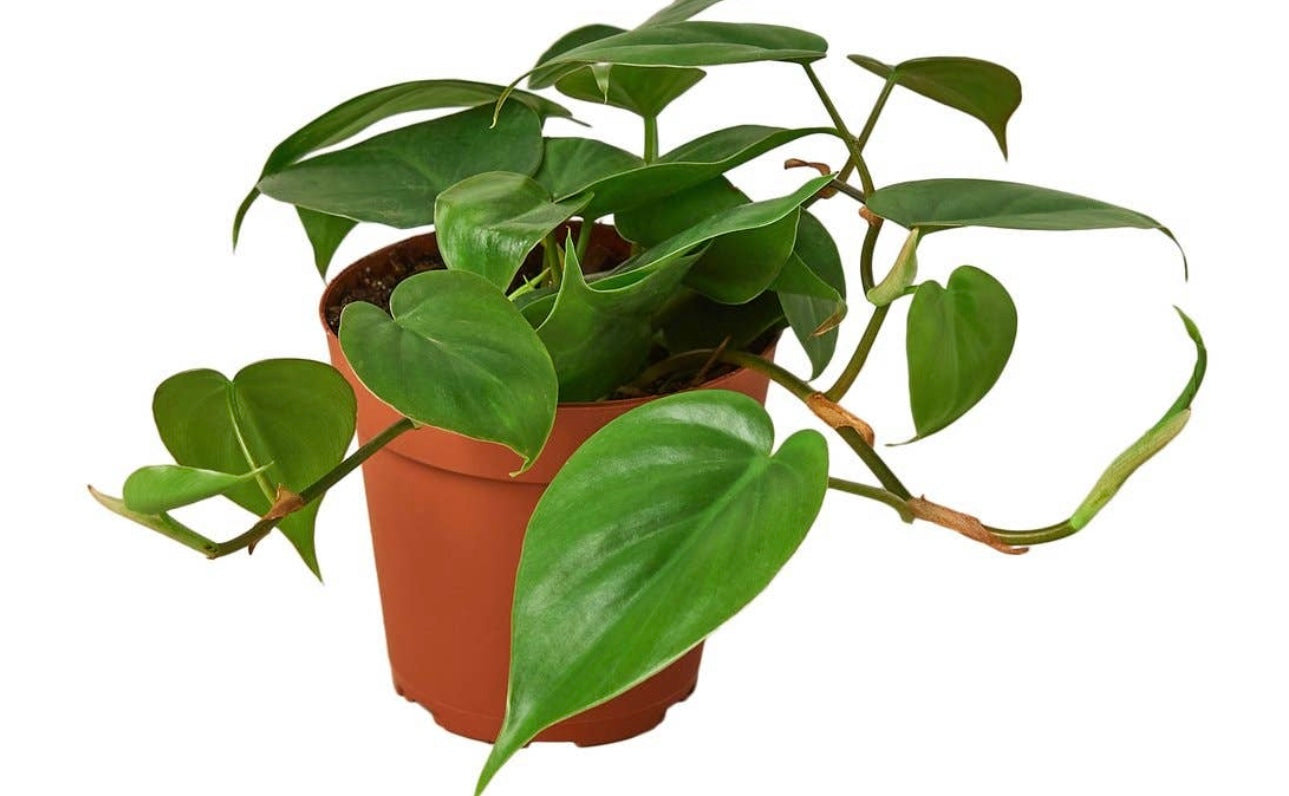 Heartleaf philodendron (cordatum) 4”