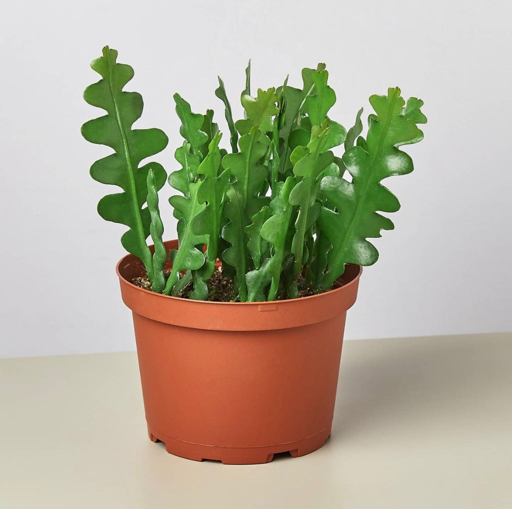 Epiphyllum ‘Ric Rac’ Cactus- 6 in