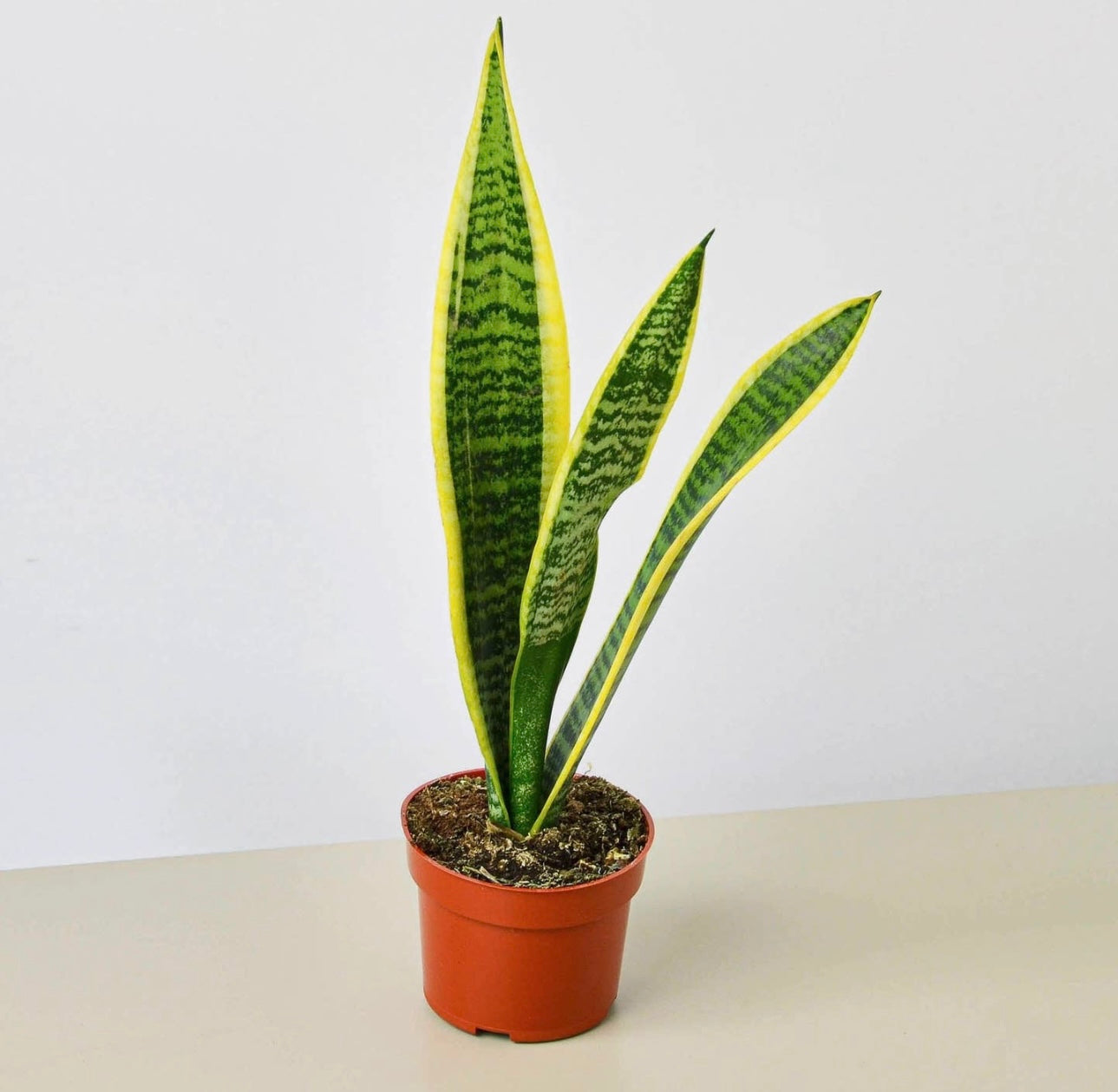 Snake Plant ‘Laurentii’ 4 in