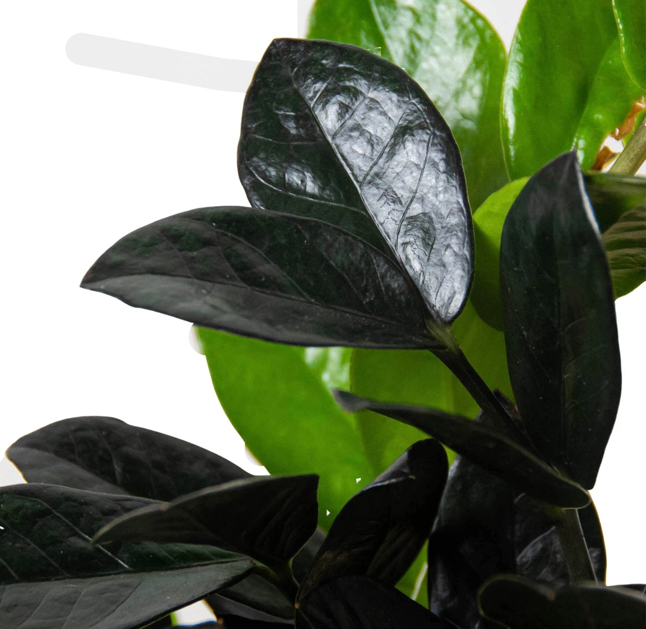 Black Queen ZZ - 4 in