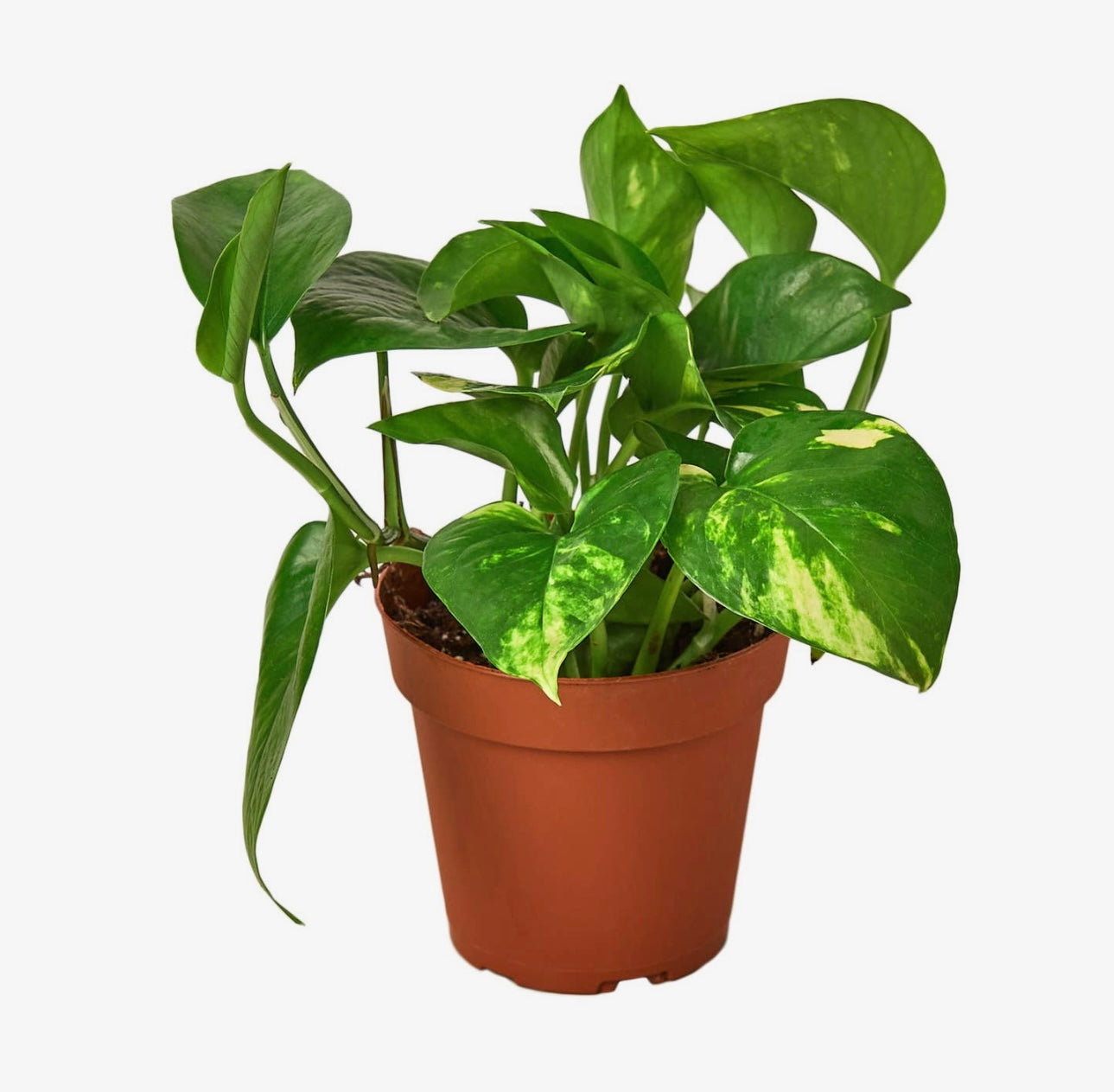 Golden Pothos 4 in
