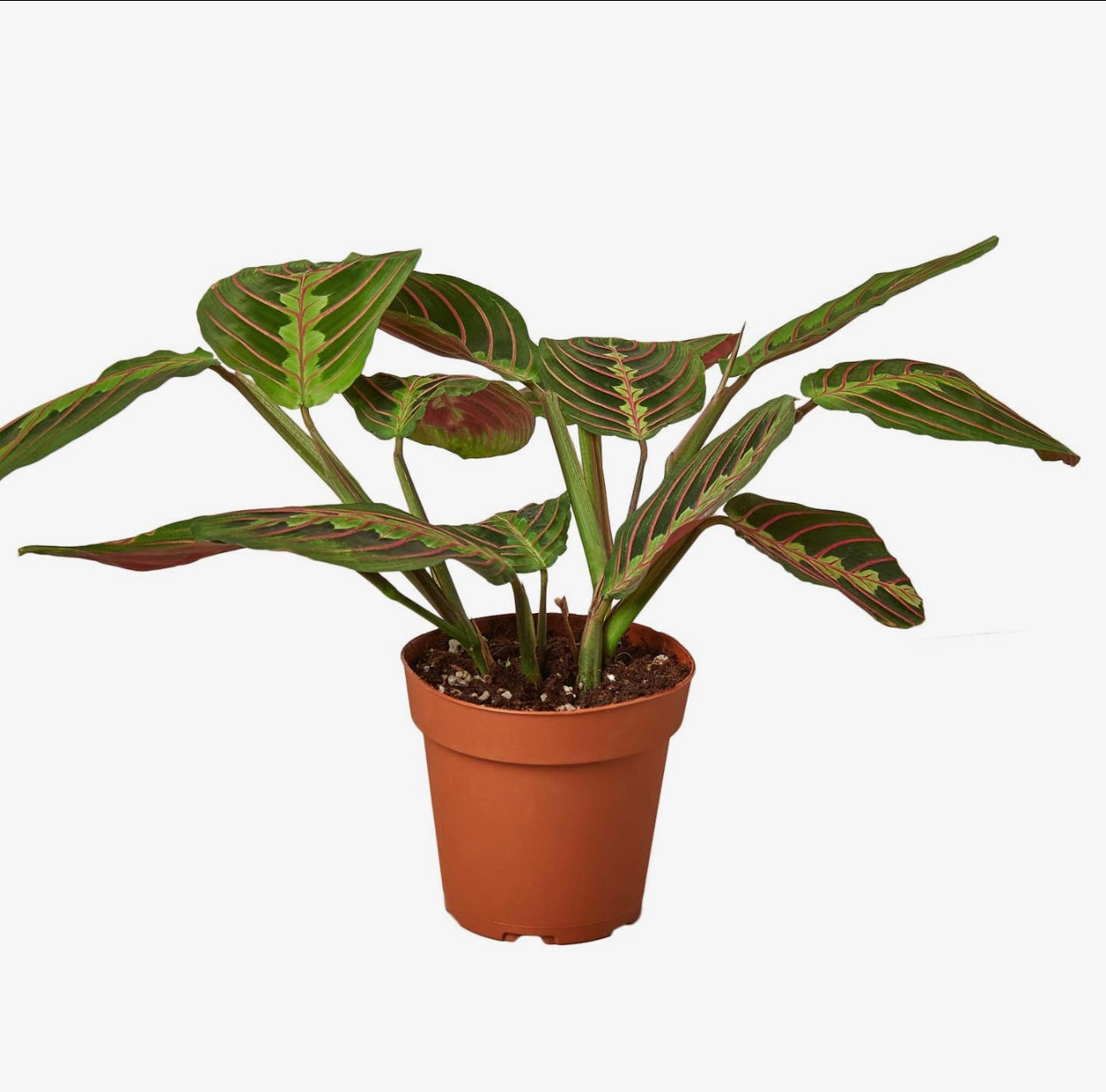 Maranta Red 4 in