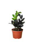 Black Queen ZZ - 4 in
