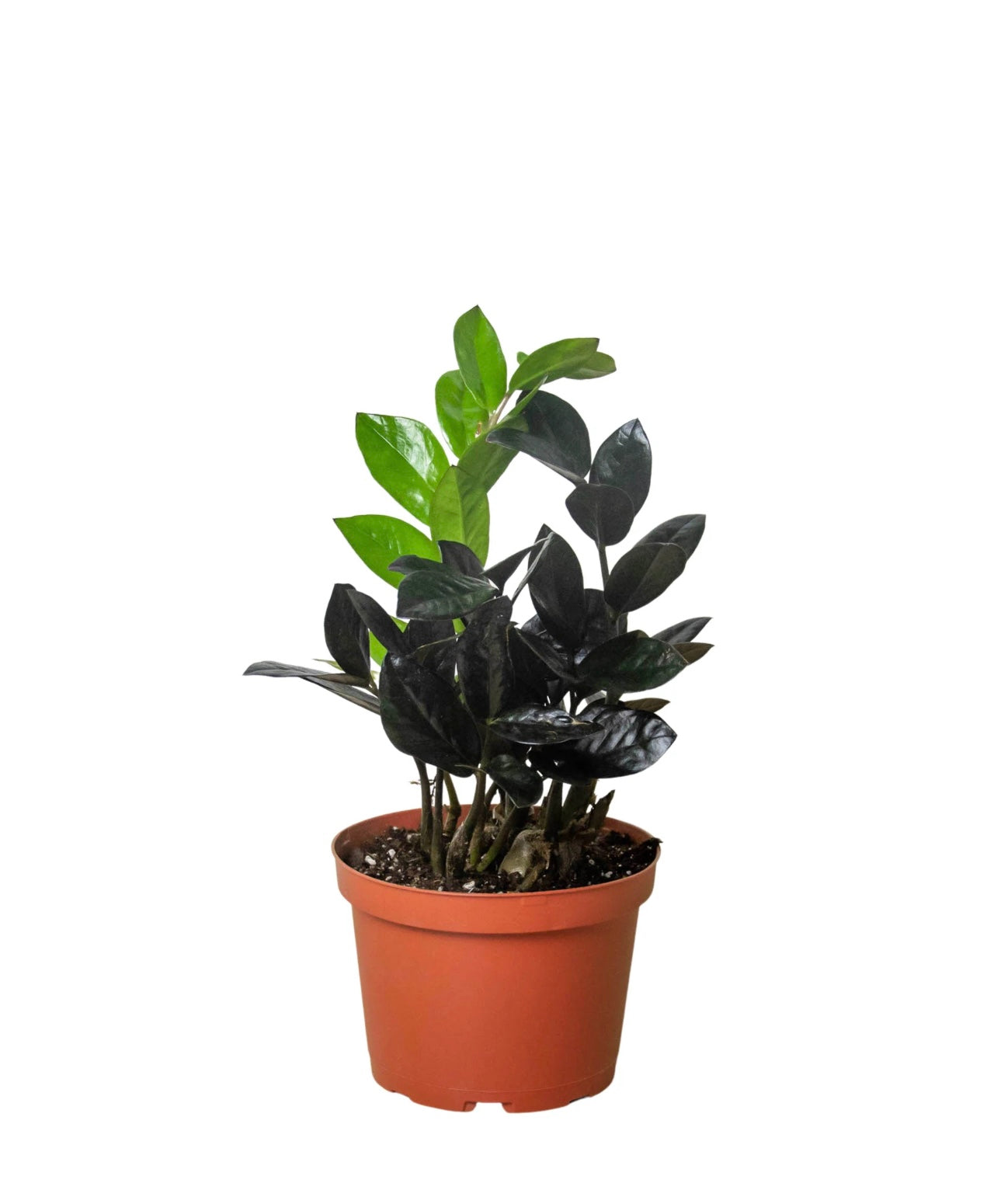 Black Queen ZZ - 4 in