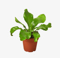 Birds nest fern 4 in