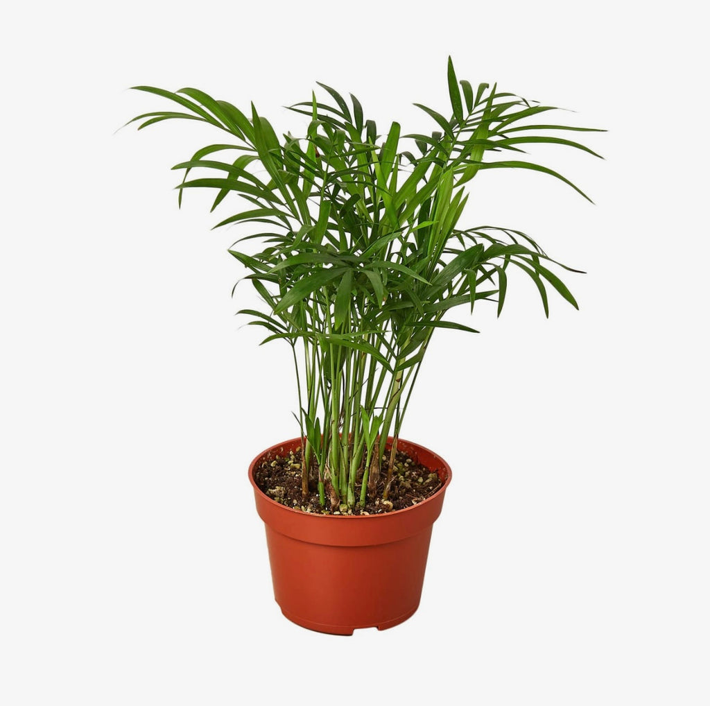 Parlor Palm 4 “