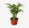 Parlor Palm 4 “