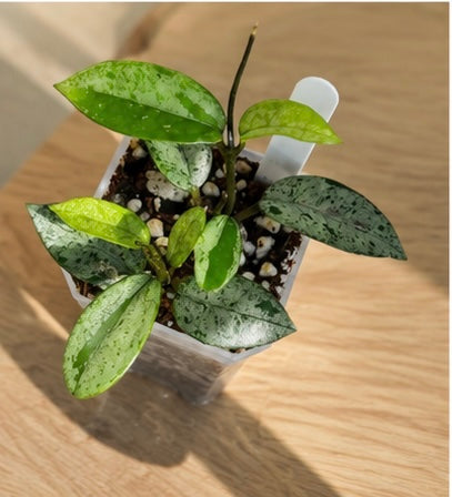 Hoya Wilbur Graves China