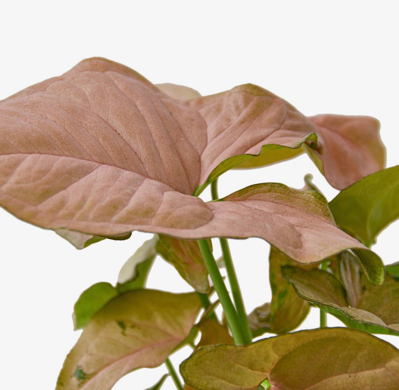 Syngonium Strawberry 4”