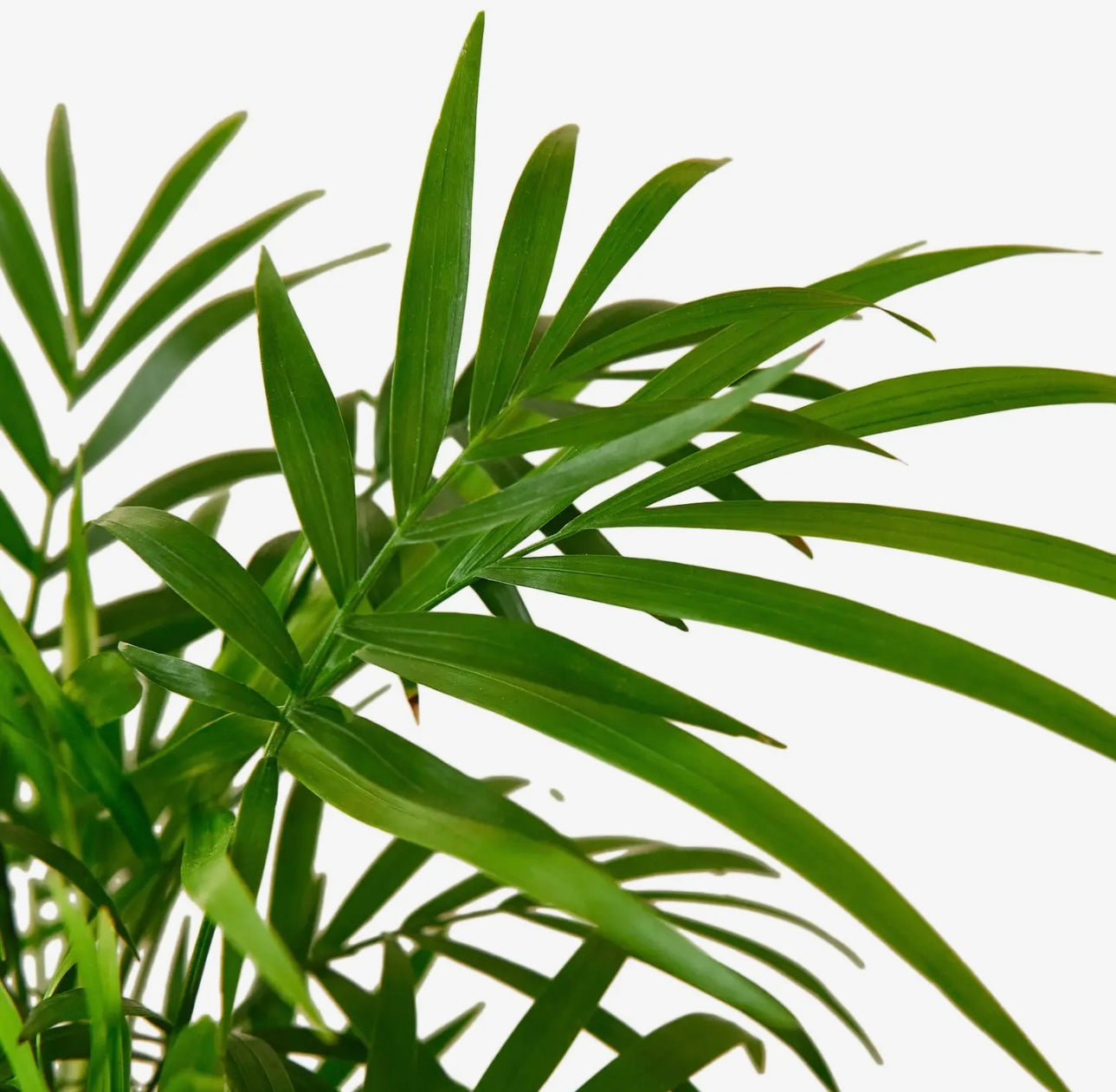 Parlor Palm 4 “