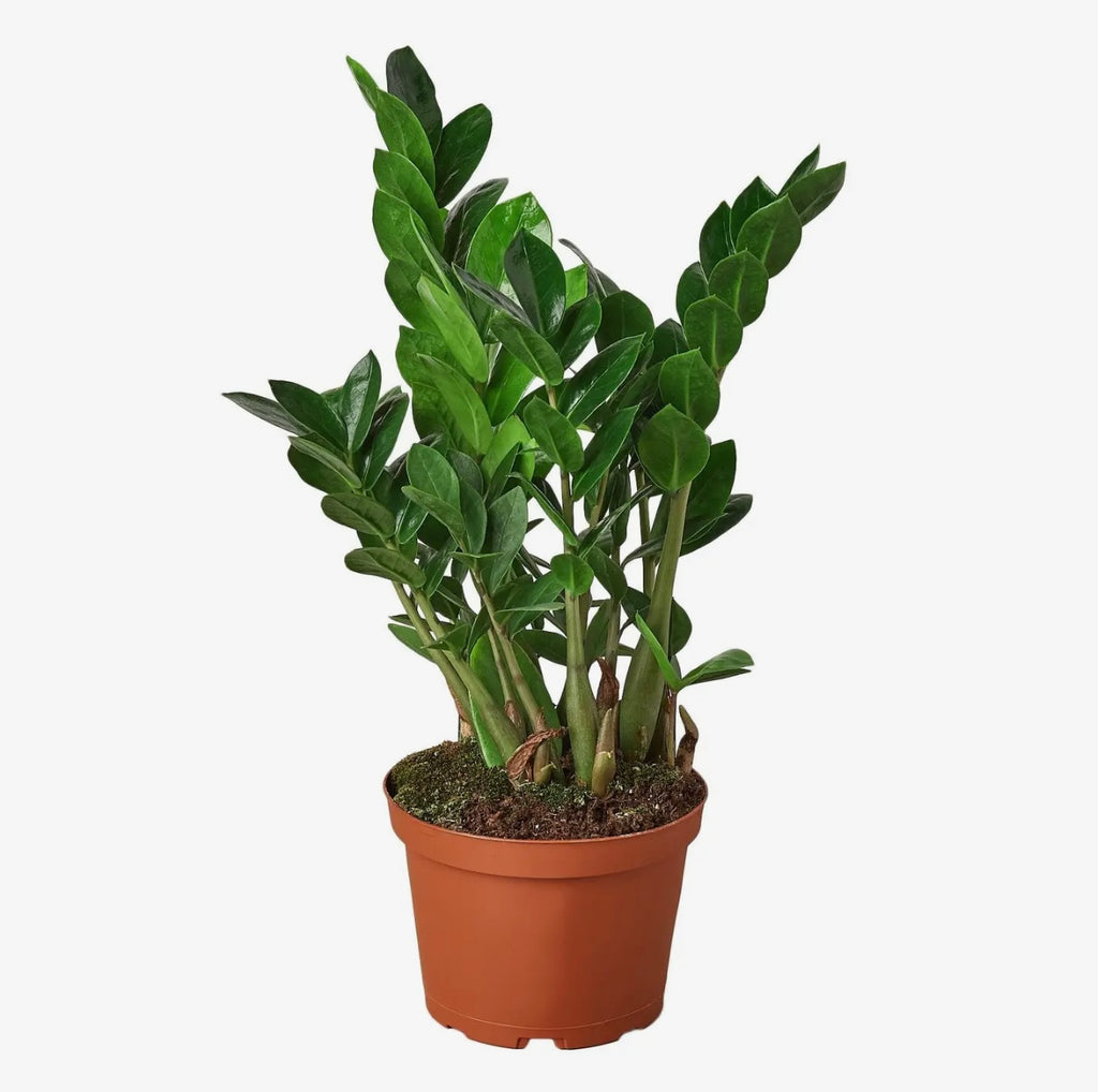 Zamioculcas Zamiifolia - 4 In