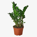 Zamioculcas Zamiifolia - 4 In