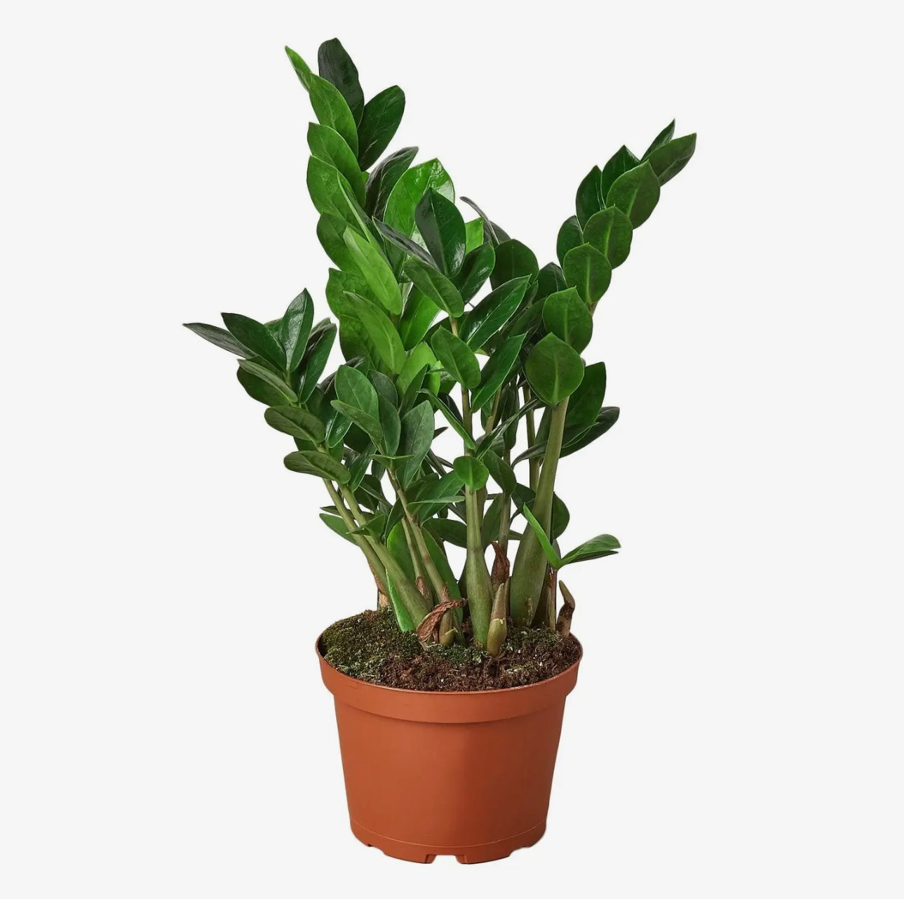 Zamioculcas Zamiifolia - 4 In