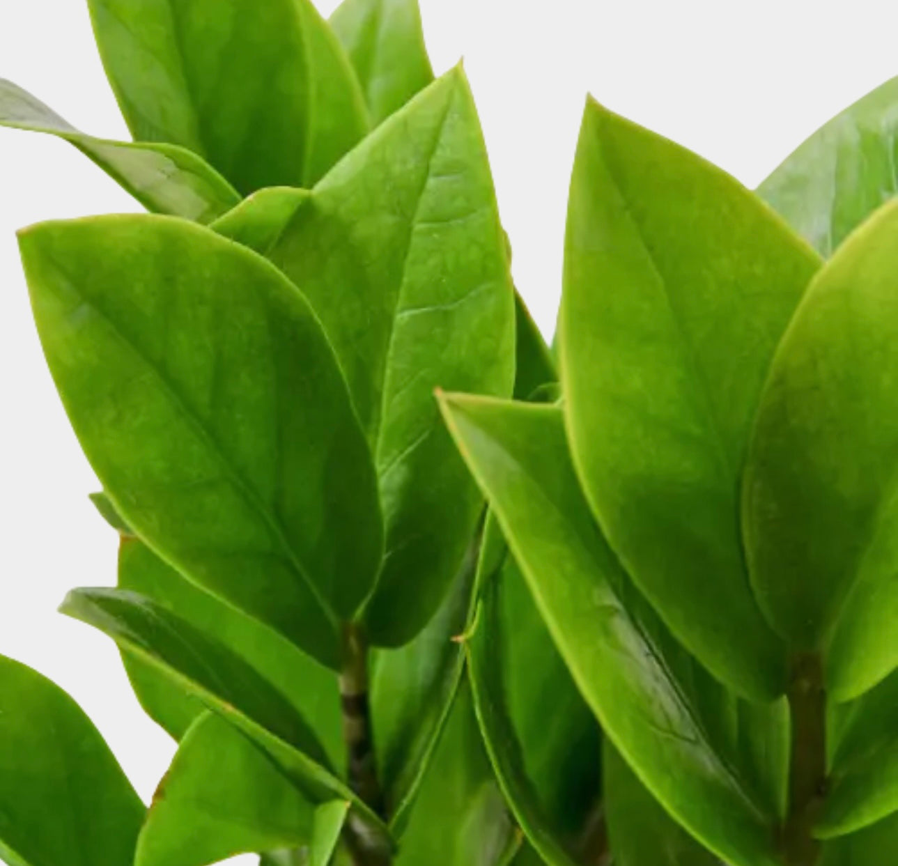 Zamioculcas Zamiifolia - 4 In
