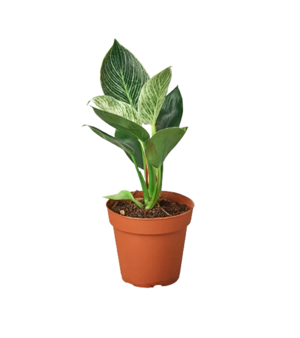 Philodendron Birkin – 4” Nursery Pot