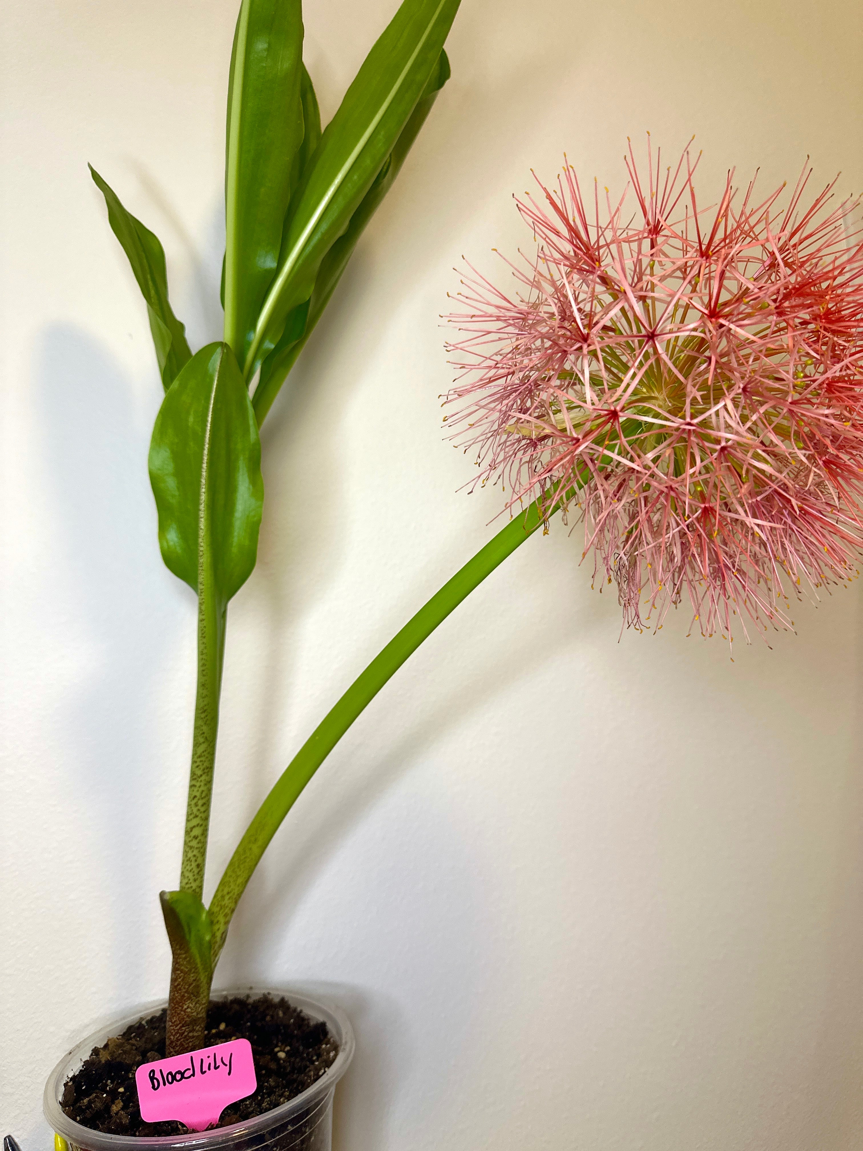Blood Lily