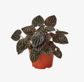 Ripple Red Peperomia 2 in