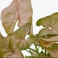 Syngonium Strawberry 4”