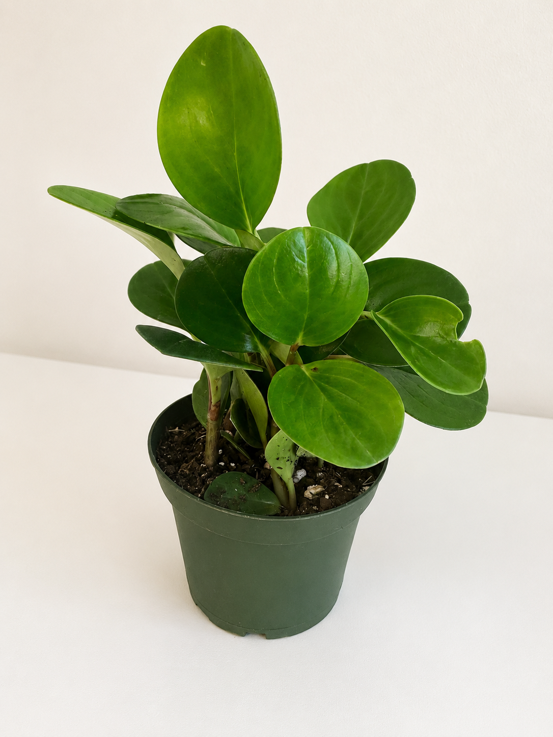 Green Peperomia 4”