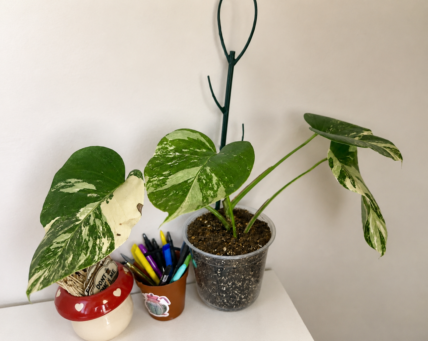 monstera albo