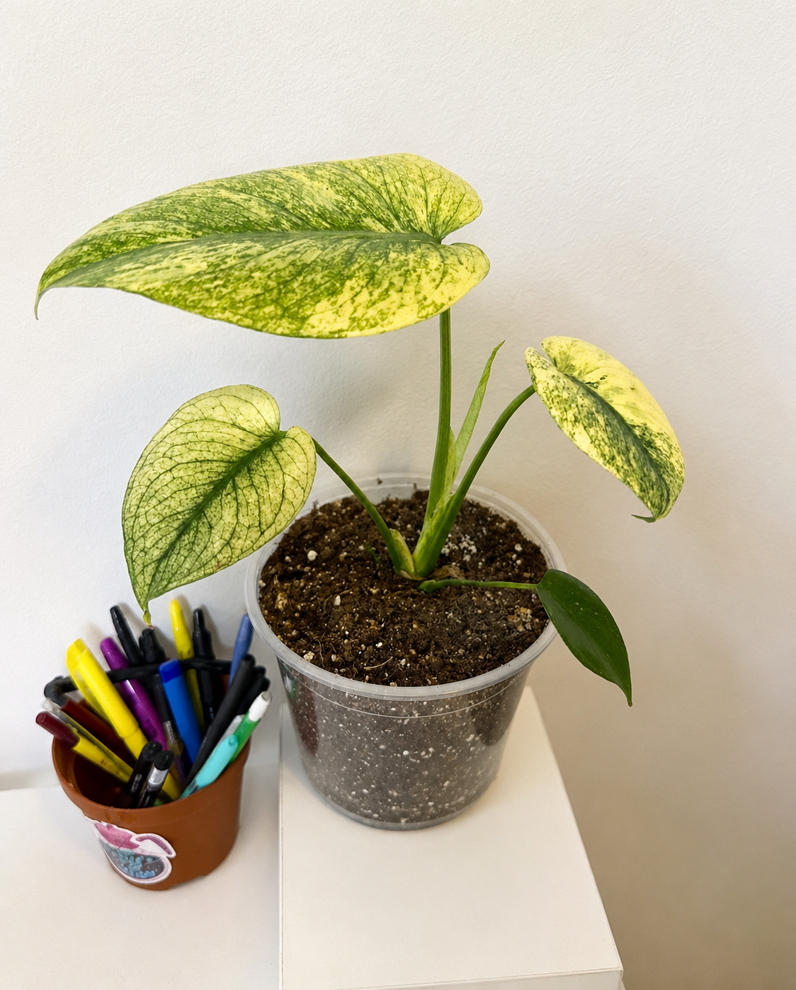 White monster monstera