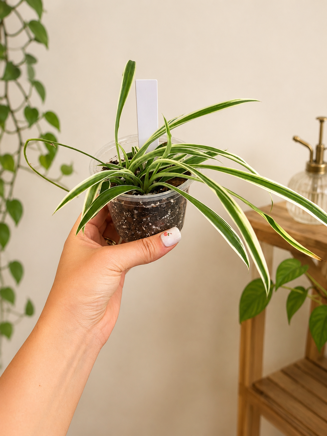 Spider plant babies 3”