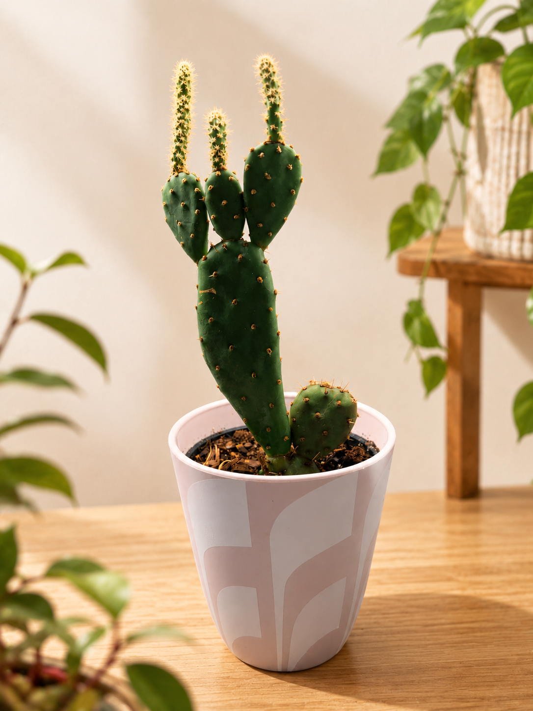 Prickly pear cactus and pot bundle!