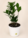6 in ZZ plant and pot bundle!