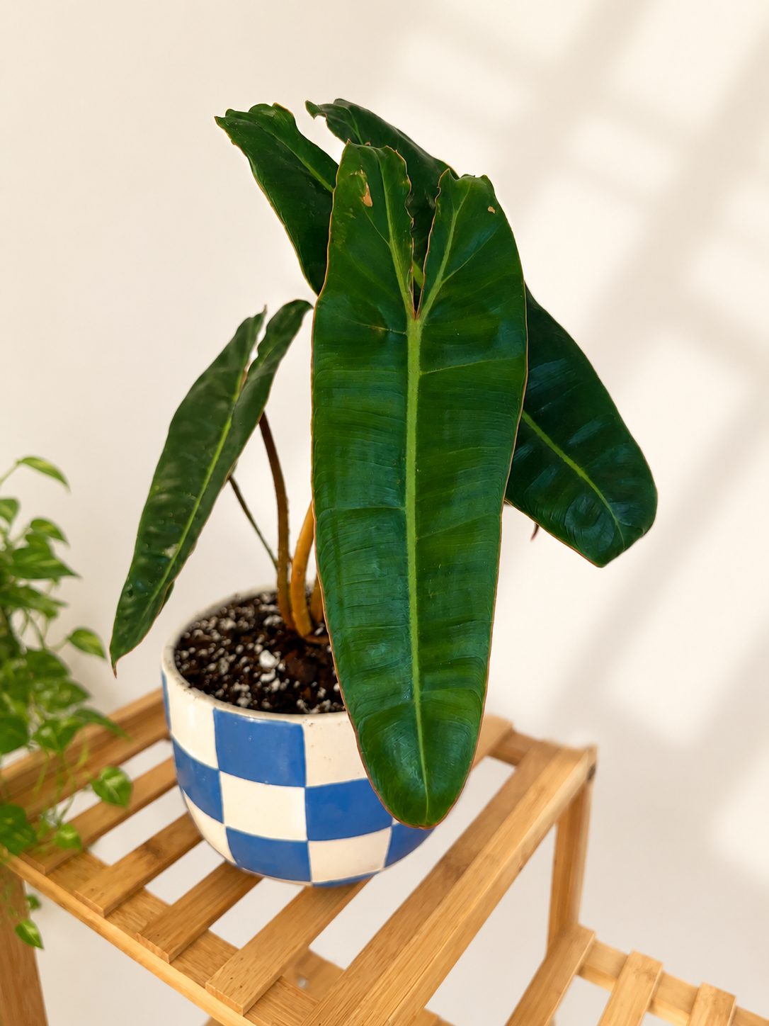 Philodendron Billietae and Ceramic Pot