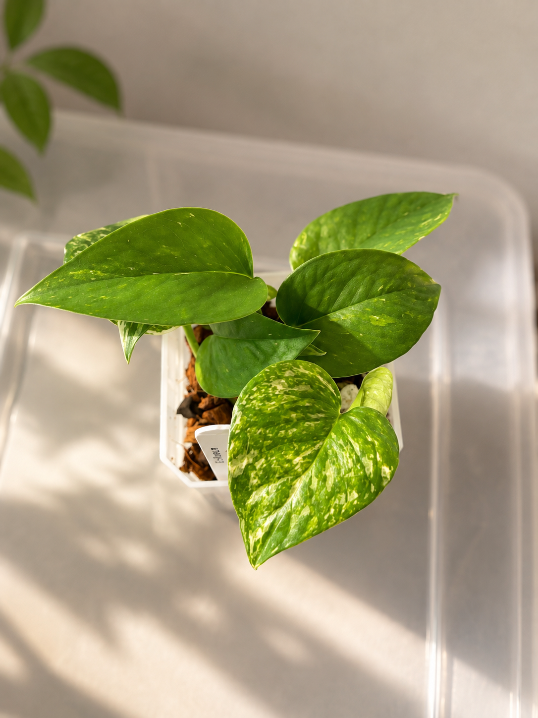 Epipremnum Aureum ‘Colorado Constellation’