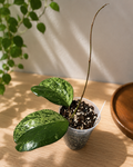 Hoya Michele (2 leaves)