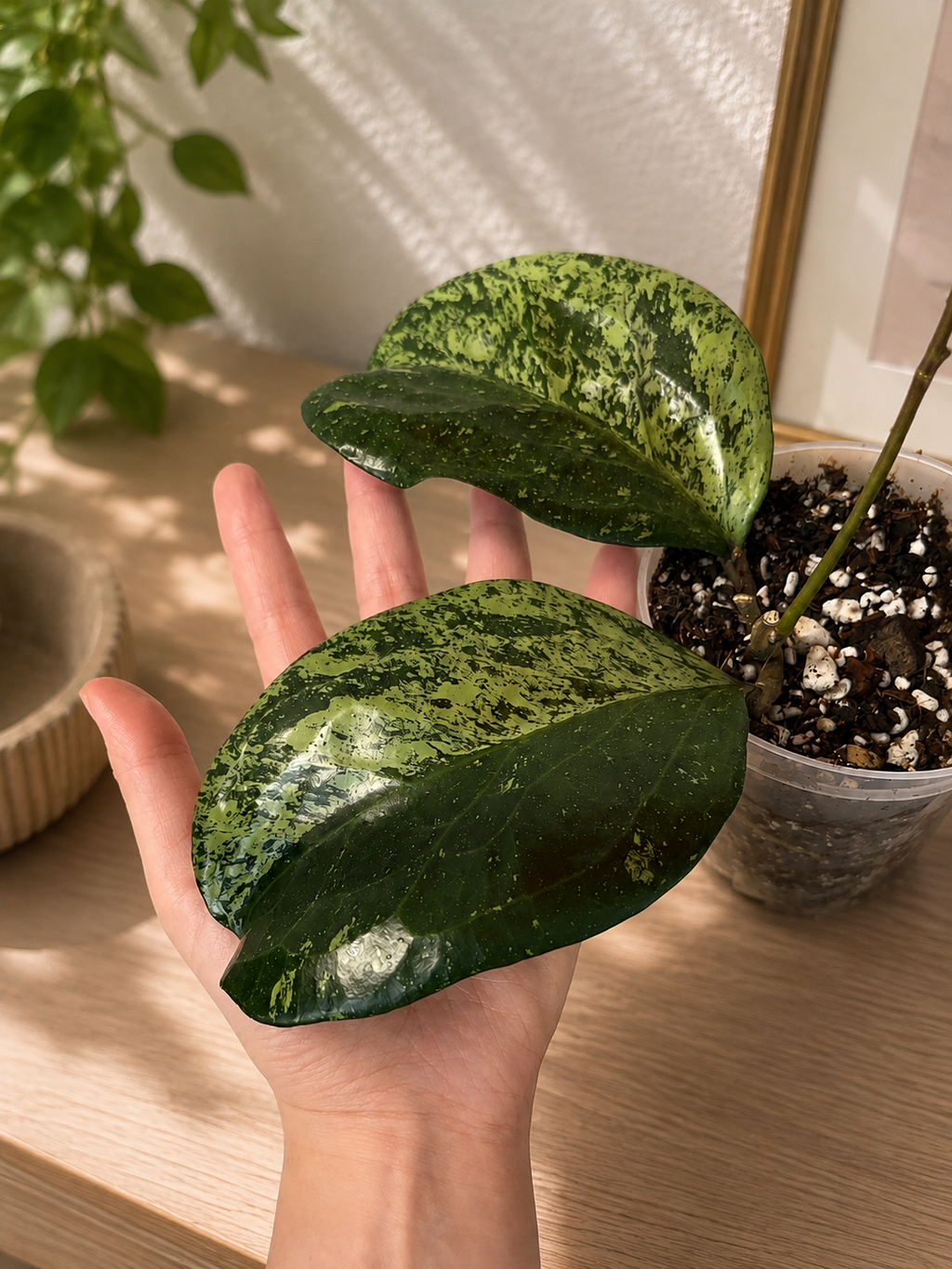Hoya Michele (2 leaves)