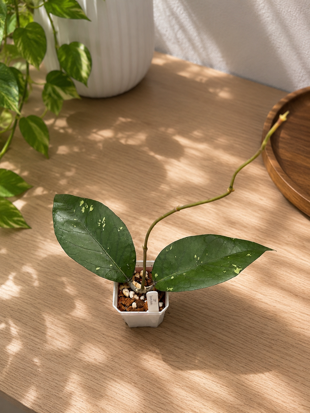 Hoya Sp Gumpang AA001