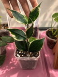 Hoya polyneura ‘Outer Variegated’