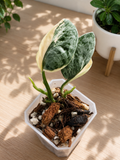 Scindapsus ‘Sadewa’