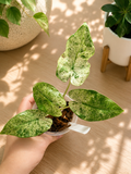 Alocasia odora ‘Batik’