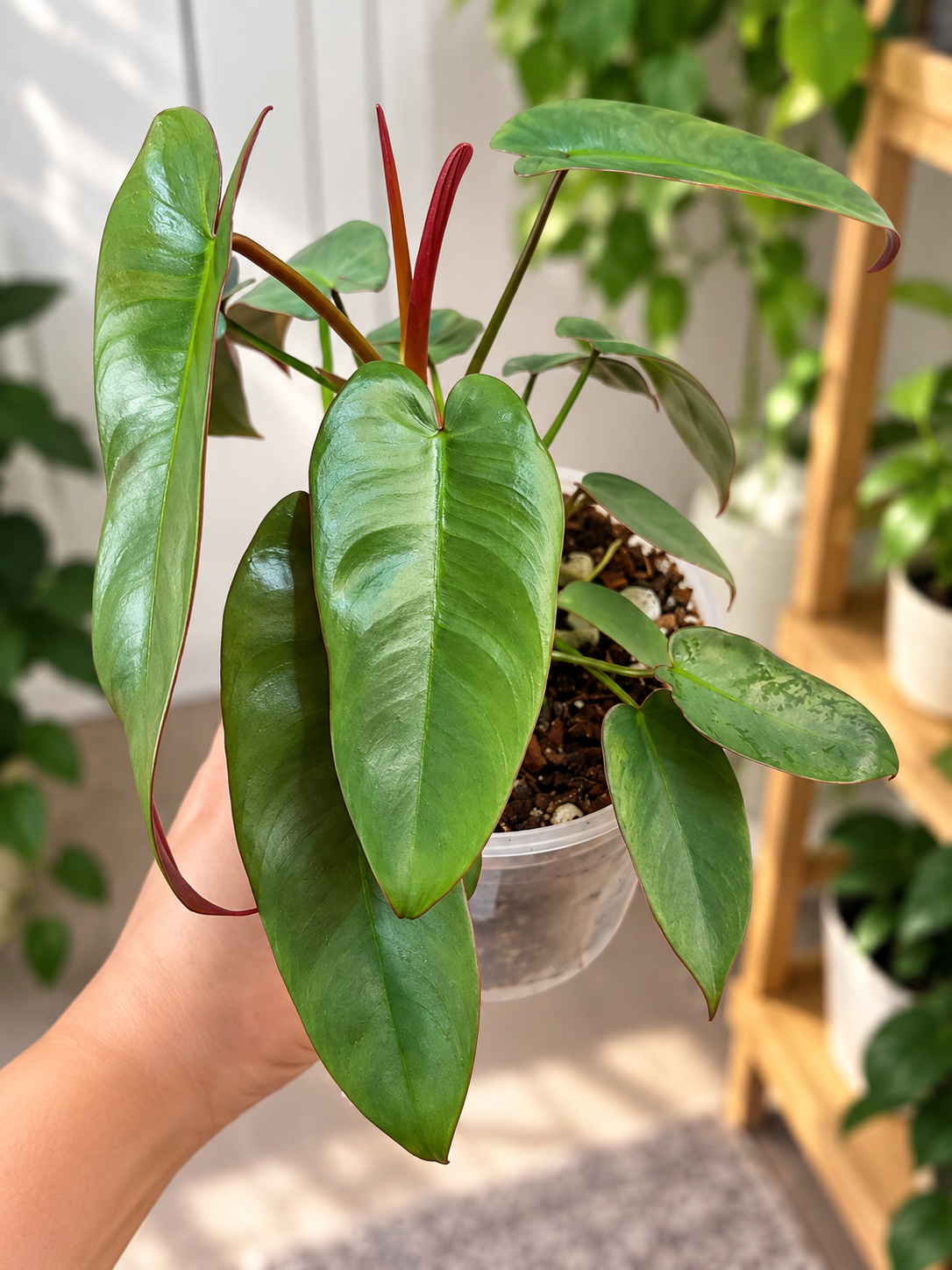 Philodendron Atabapoense 5 In pot