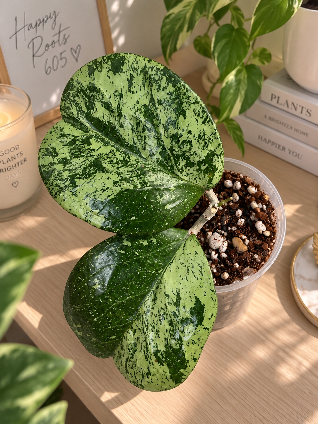 Hoya Michele (2 leaves) 4 in pot