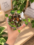 Hoya Curtisii inner variegated 3”