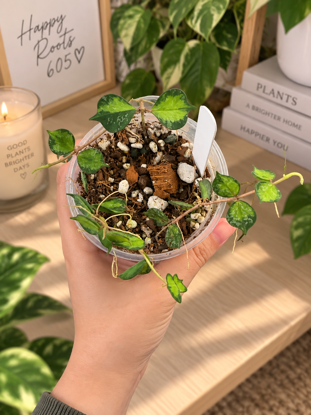 Hoya Curtisii inner variegated 3”